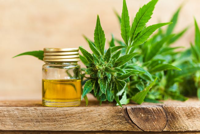 CBD Oil and Plants