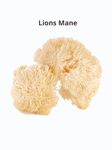 Lions Mane Mushroom