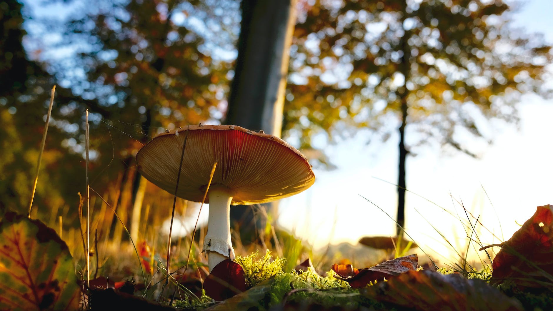 close up of mushroom growing on field